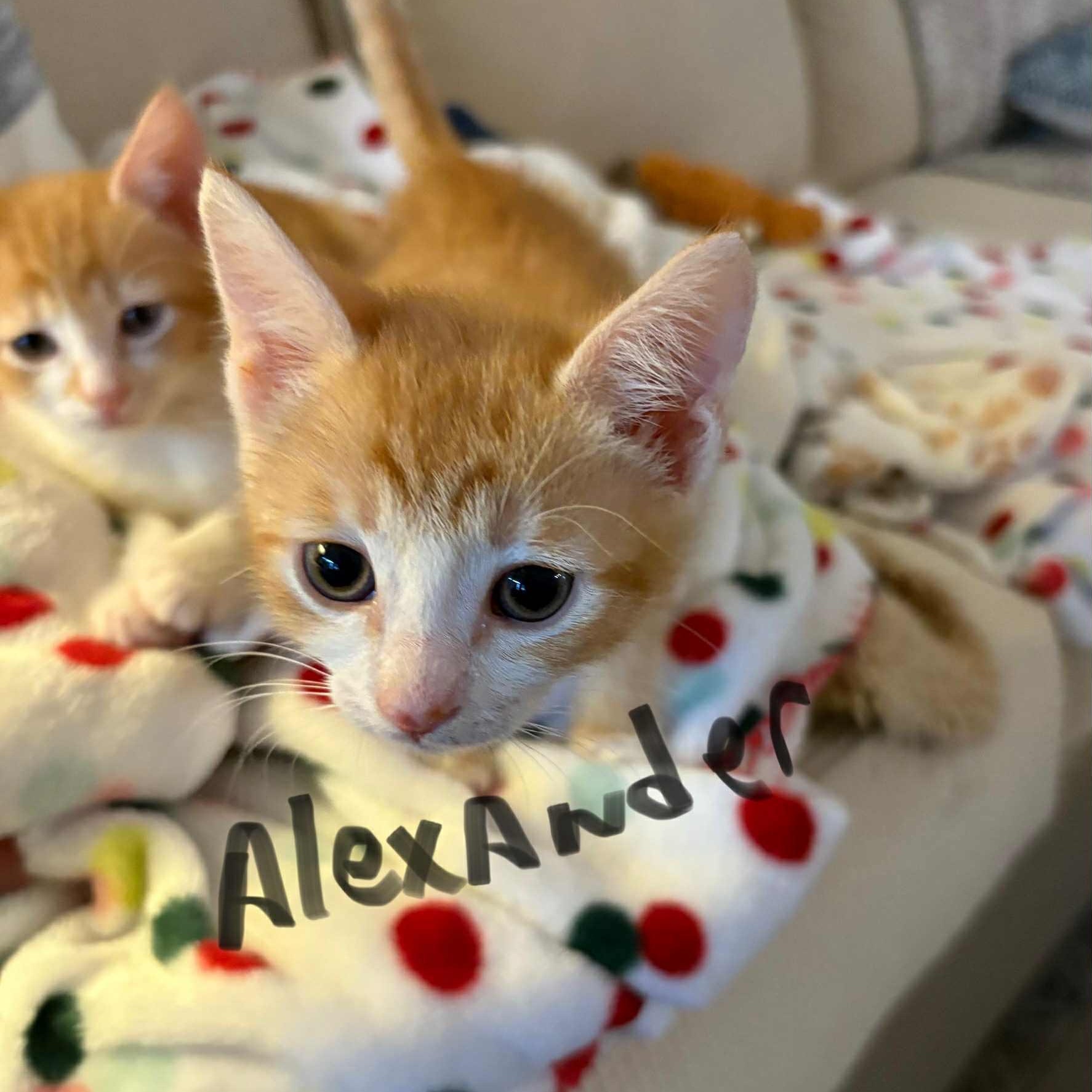 Alexander - in foster home