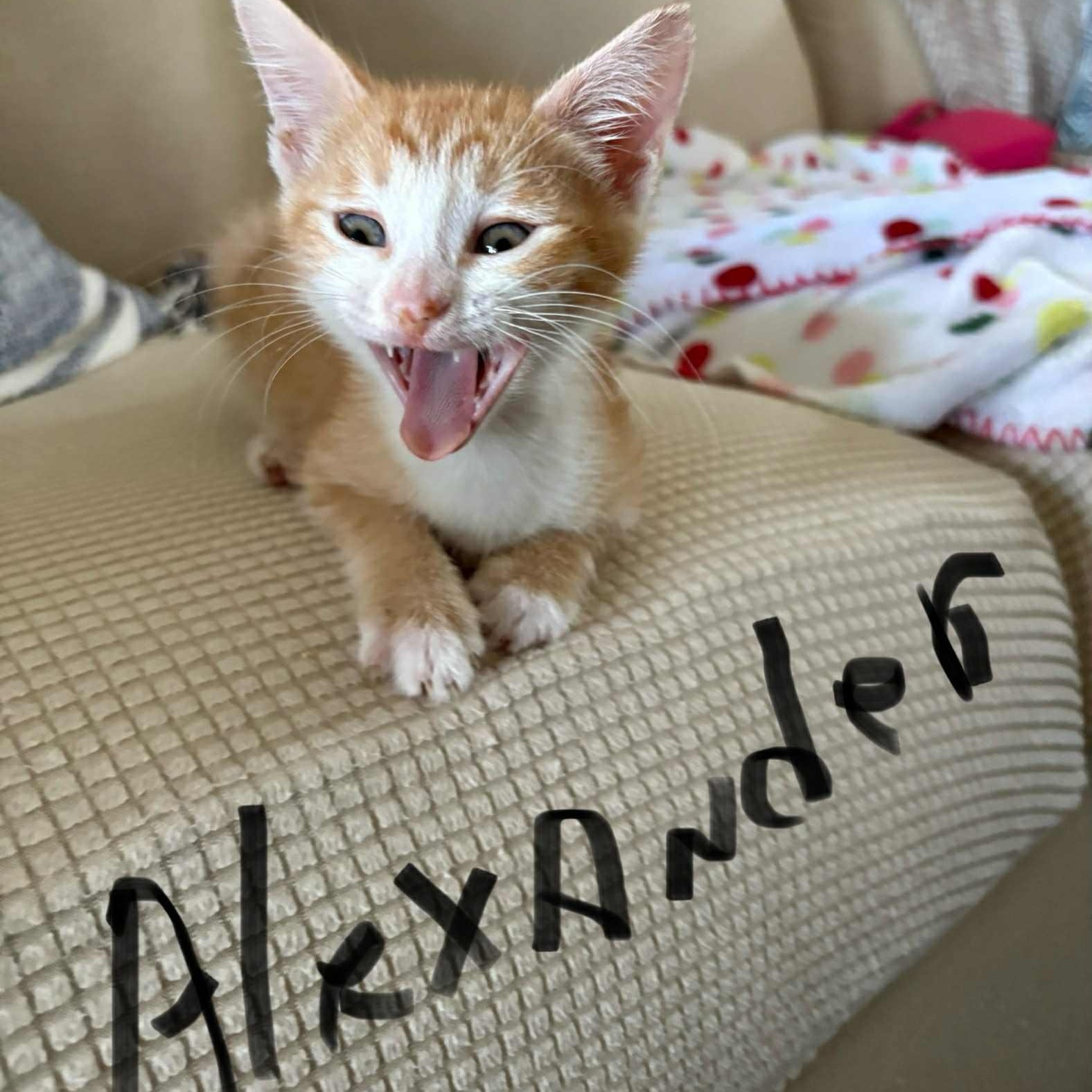 Alexander - in foster home