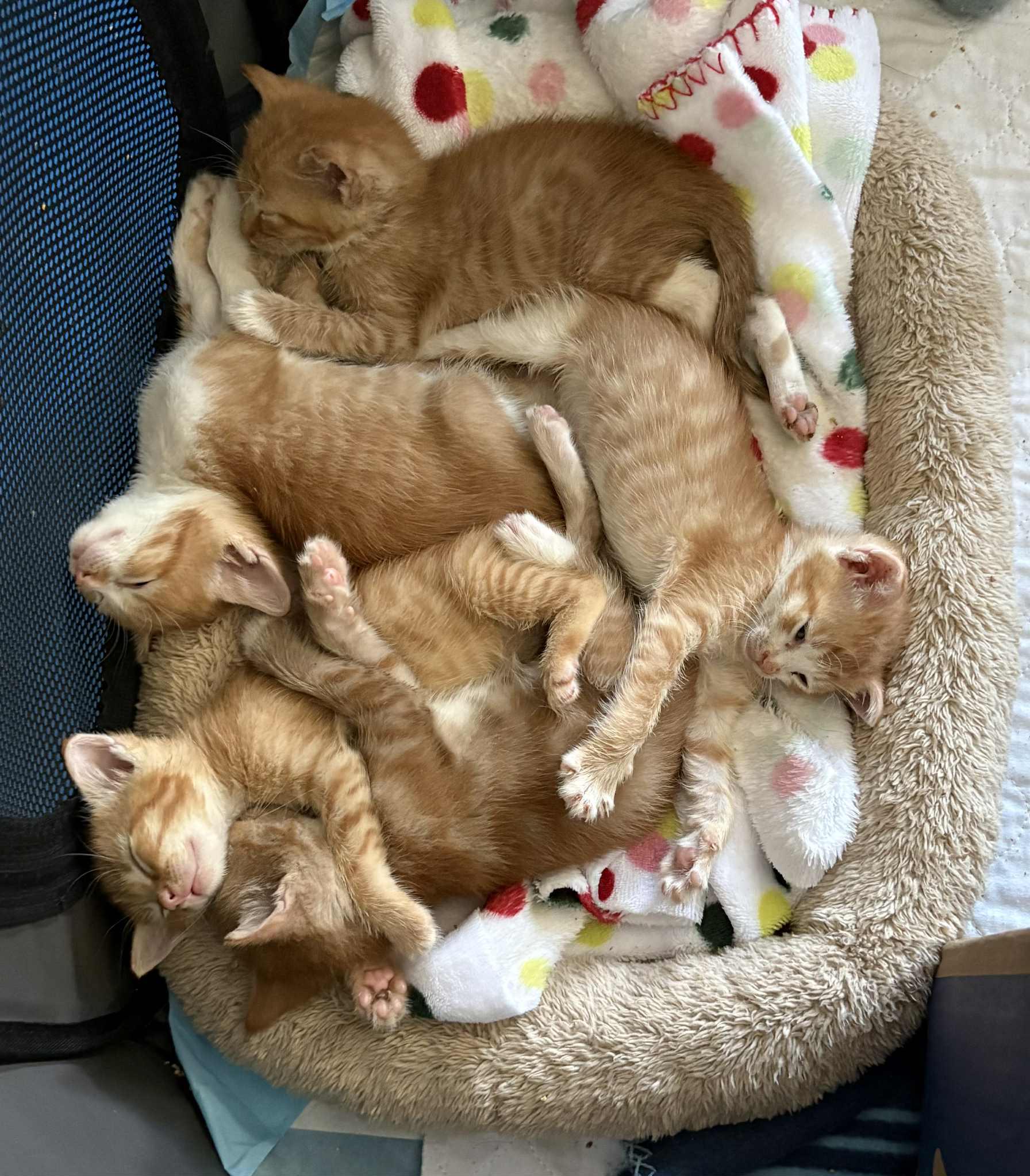 Alexander - in foster home