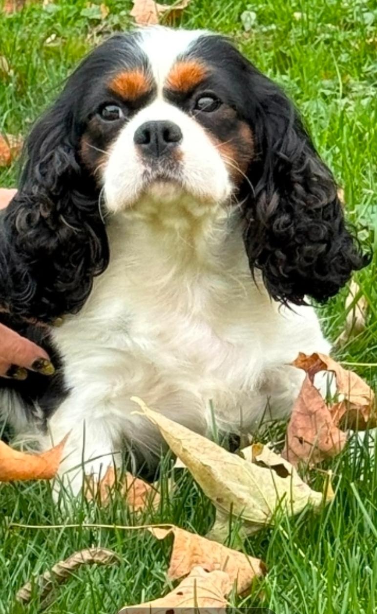 Enlarge Dixie, a Adopted Cavalier King Charles Spaniel in Smithfield, PA image 1/1