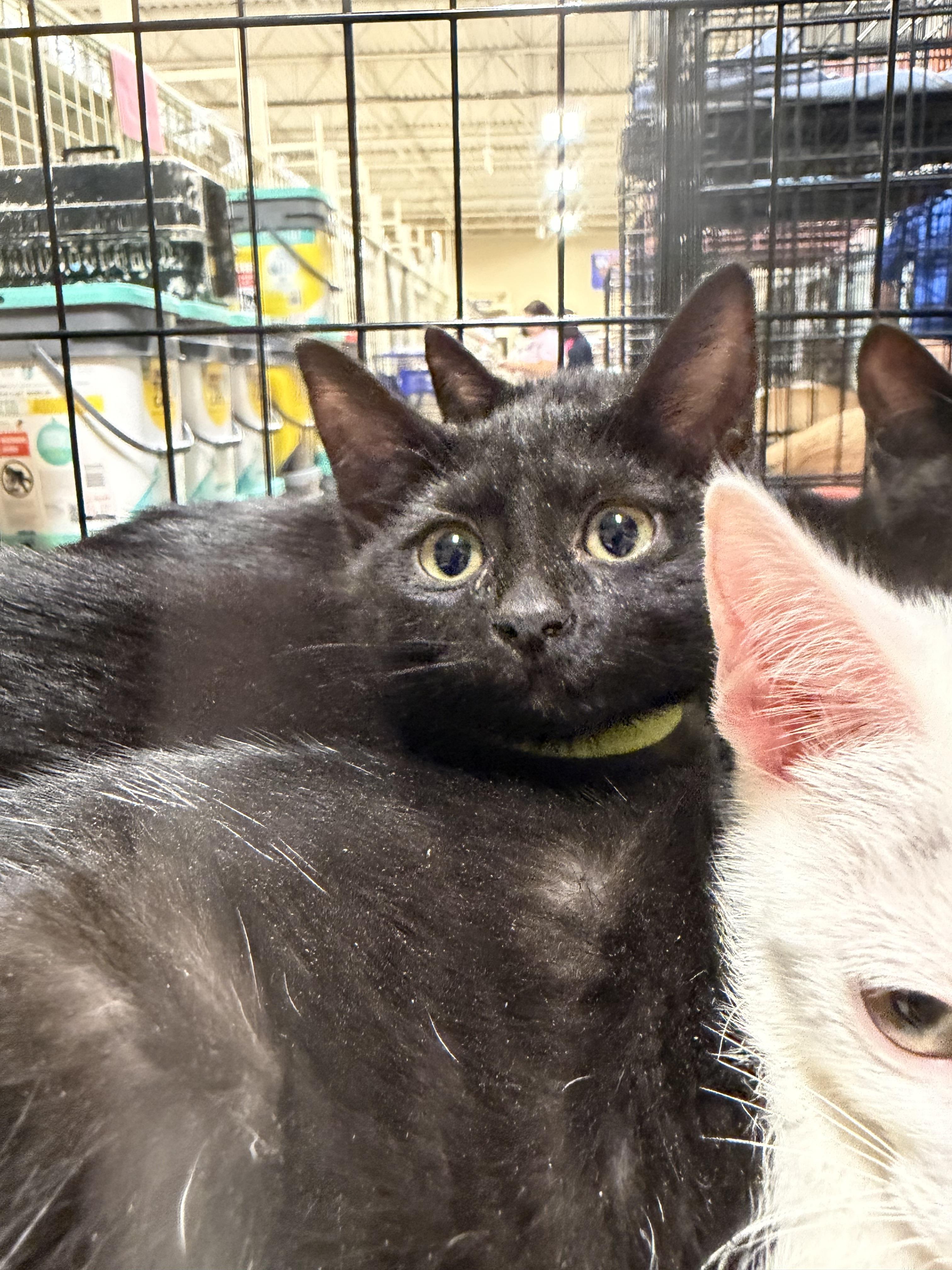 Junimo (BC), ADOPTABLE, Kitten Female Domestic Short Hair.
