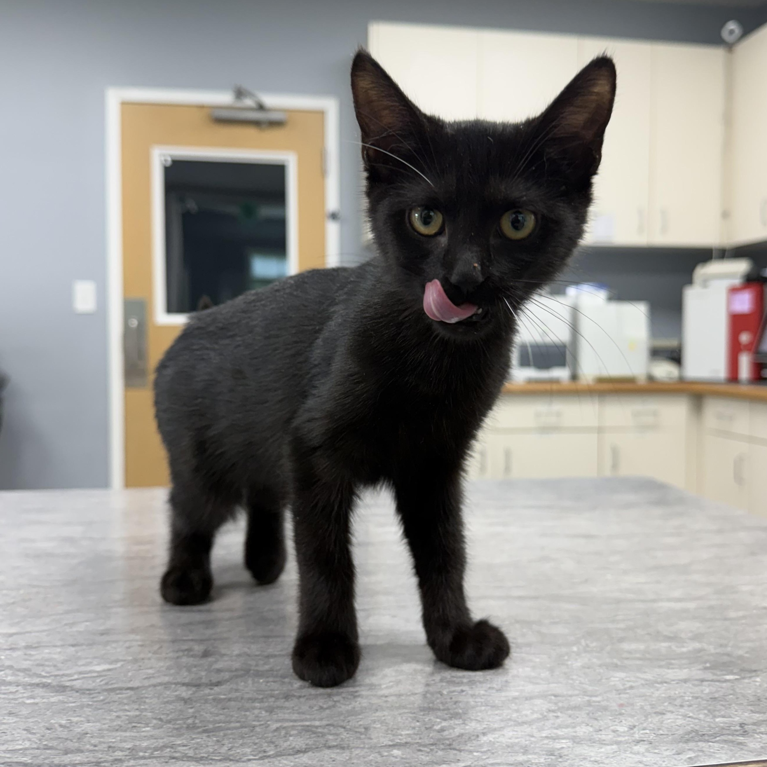 Junimo (BC), ADOPTABLE, Kitten Female Domestic Short Hair.