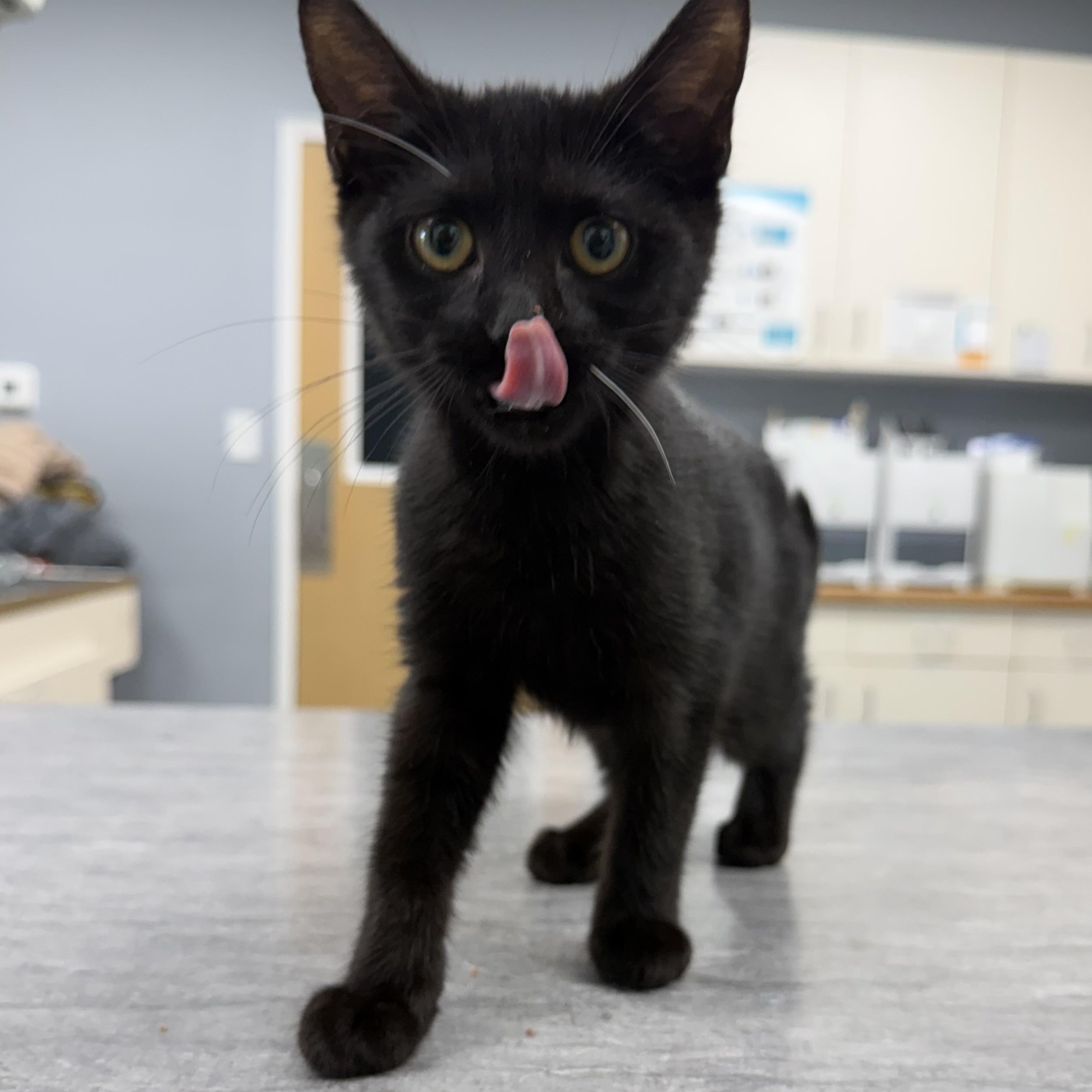 Enlarge Junimo (BC), a ADOPTABLE Domestic Short Hair in Simpsonville, SC image 2/3