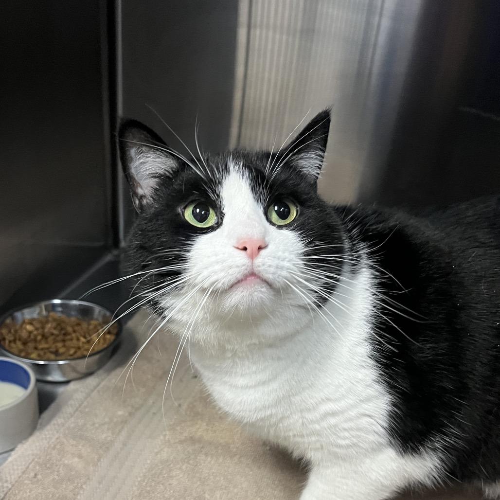 Ethel, Adoptable, Adult Female Domestic Short Hair.