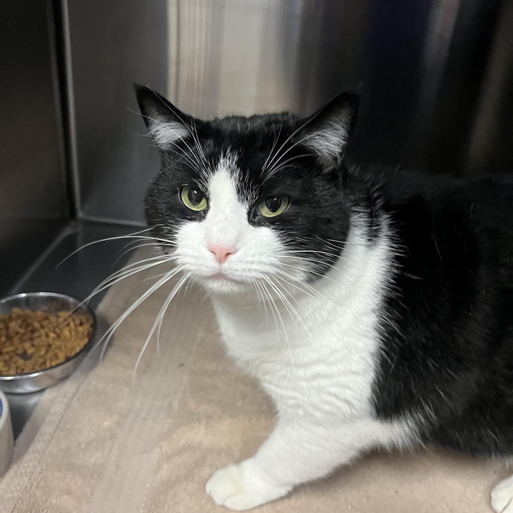 Enlarge Ethel, a Adoptable Domestic Short Hair in Easton, PA image 2/6