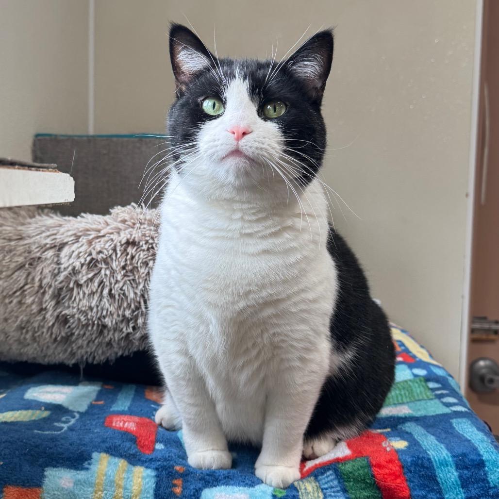 Enlarge Ethel, a Adoptable Domestic Short Hair in Easton, PA image 3/6