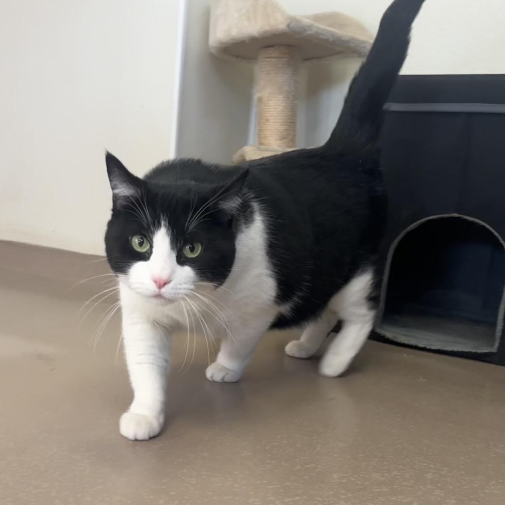 Enlarge Ethel, a Adoptable Domestic Short Hair in Easton, PA image 6/6