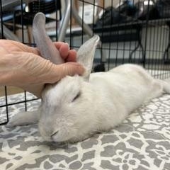 Enlarge Little Amos, a Adopted Rex in Asheville, NC image 2/5