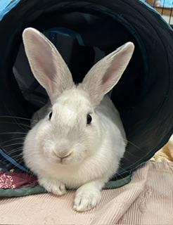 Enlarge Little Amos, a Adopted Rex in Asheville, NC image 1/5