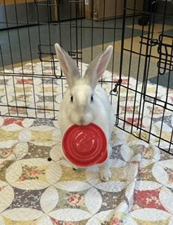 Enlarge Little Amos, a Adopted Rex in Asheville, NC image 4/5