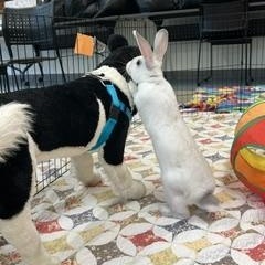 Enlarge Little Amos, a Adopted Rex in Asheville, NC image 3/5