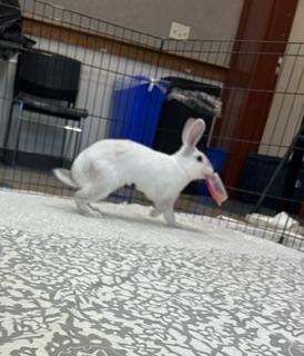 Enlarge Little Amos, a Adopted Rex in Asheville, NC image 5/5