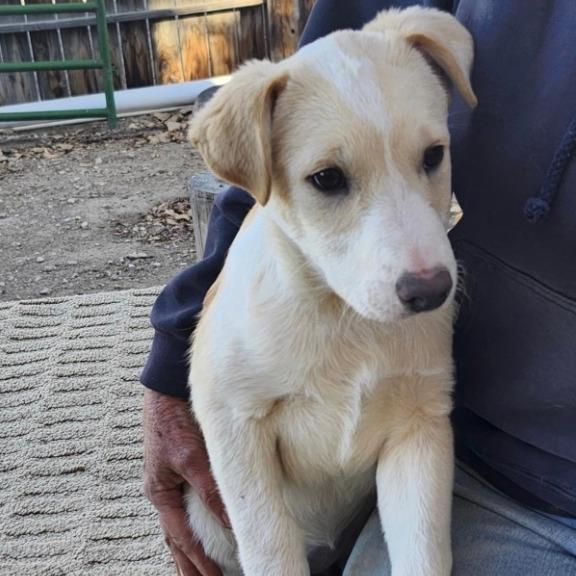 Winnie, Adoptable, Puppy Female Golden Retriever & Husky.