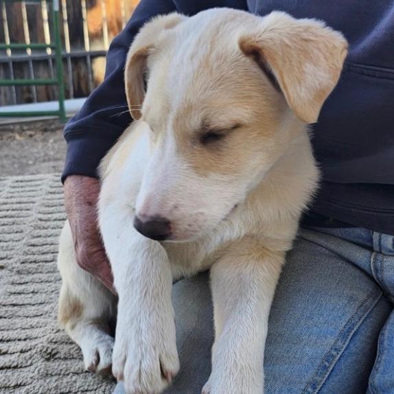 Enlarge Winnie, a Adoptable mixed breed in Stagecoach, NV image 2/4