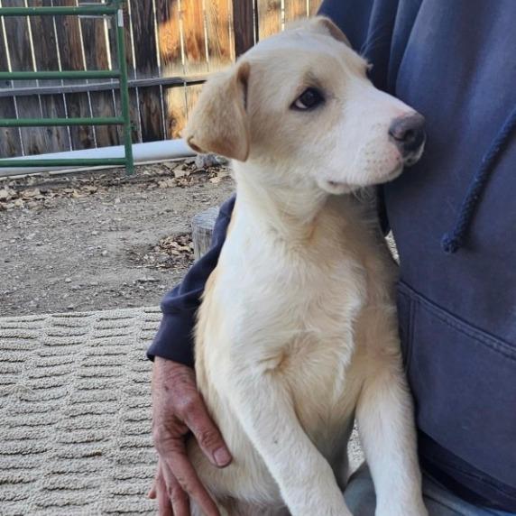 Enlarge Winnie, a Adoptable mixed breed in Stagecoach, NV image 3/4