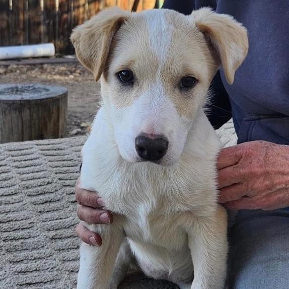 Enlarge Winnie, a Adoptable mixed breed in Stagecoach, NV image 4/4