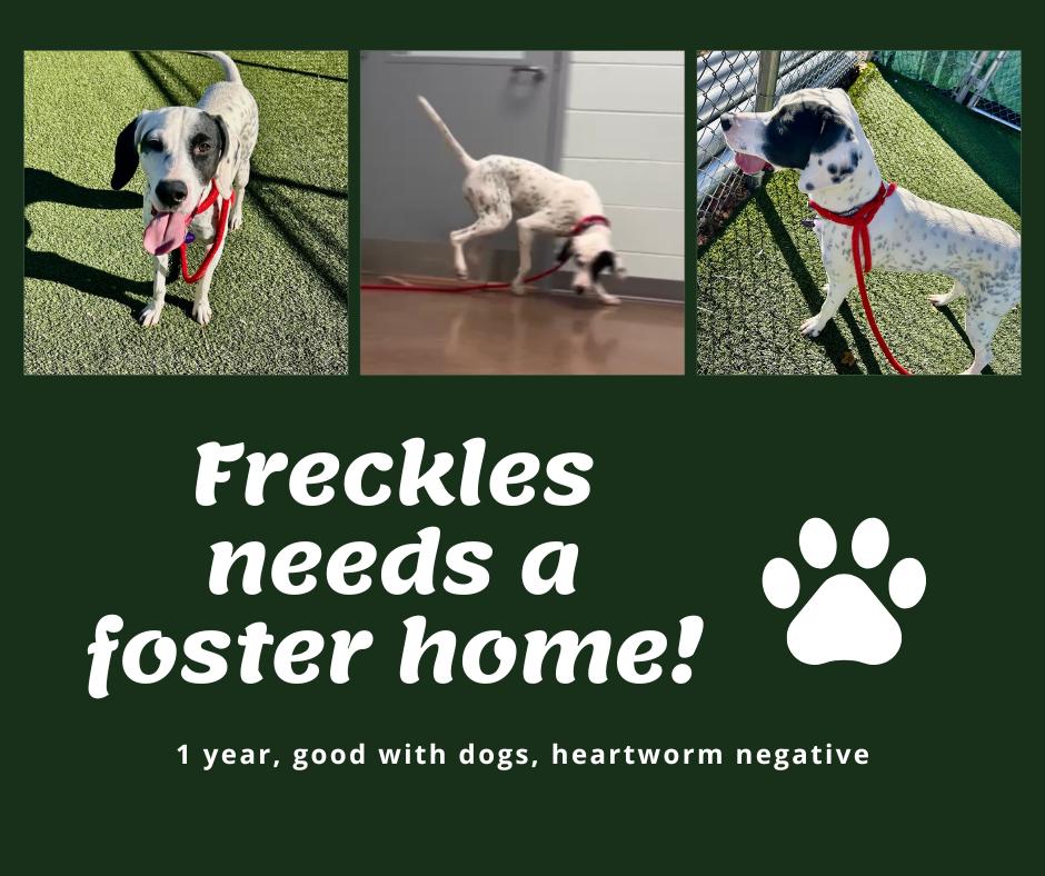 Enlarge Needs Foster Freckles (TN), a ADOPTABLE English Pointer in Bridgeton, NJ image 1/1