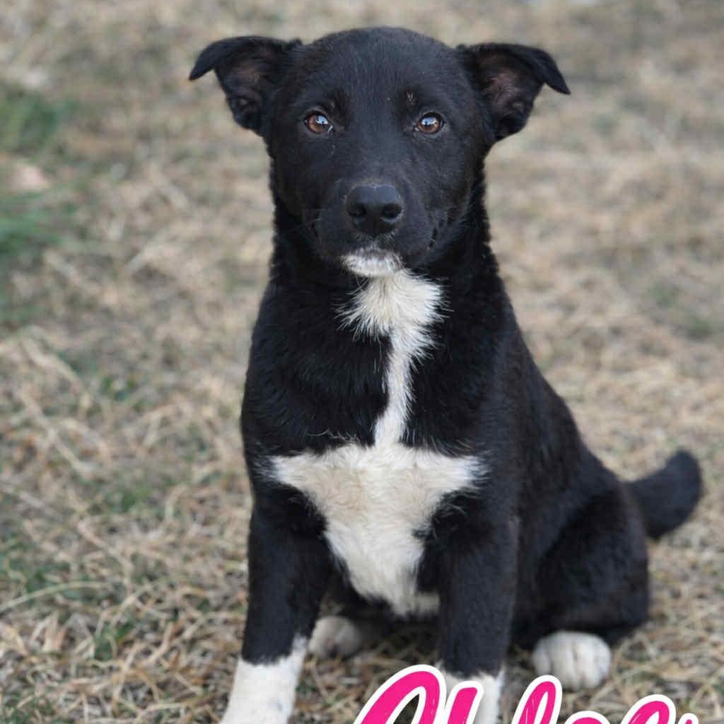 Chloe, ADOPTABLE, Young Female Labrador Retriever.