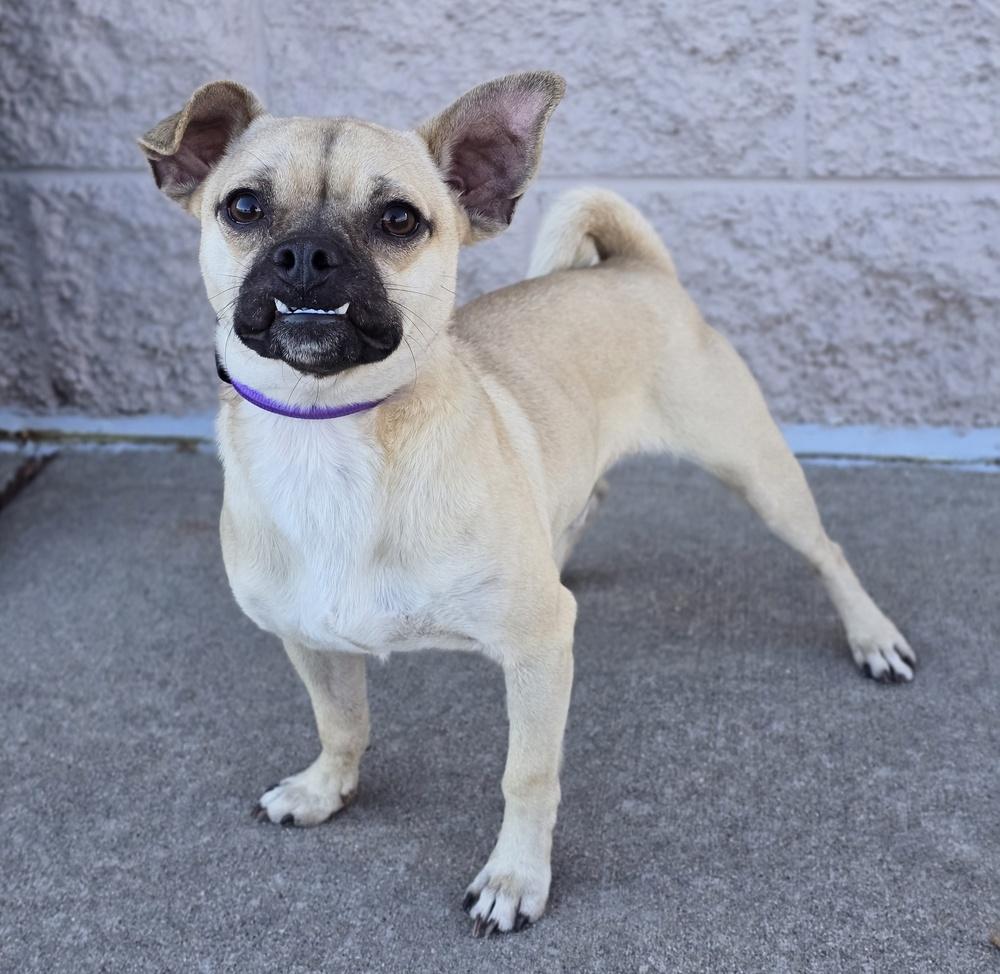 Bow Wow HW+, Adoptable, Adult Male Pug.