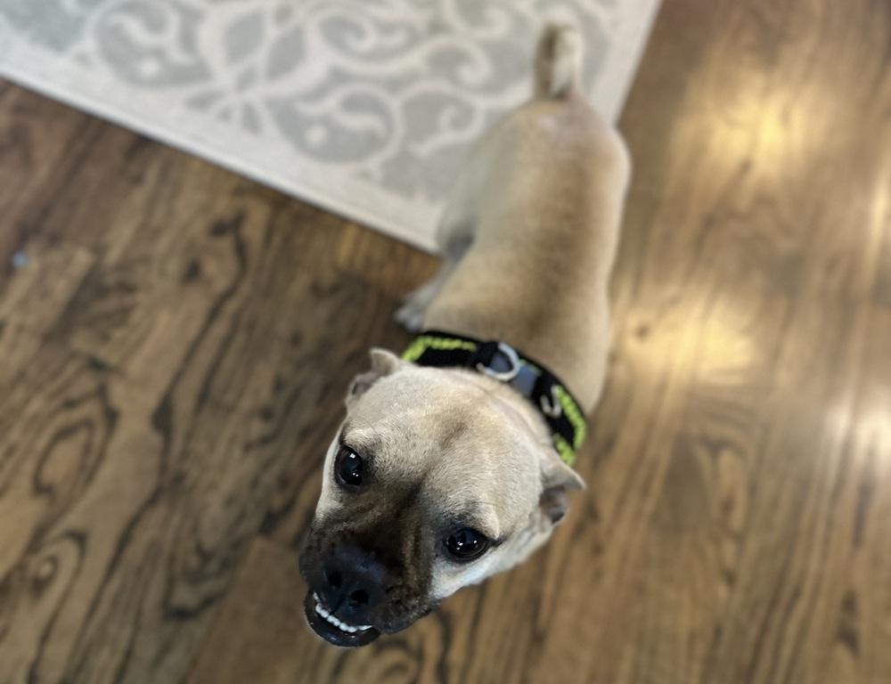 Bow Wow HW+, Adoptable, Adult Male Pug.