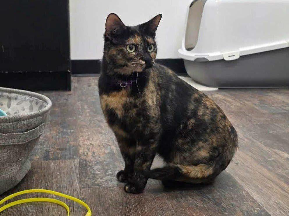 Imelda , ADOPTABLE, Young Female Tortoiseshell.