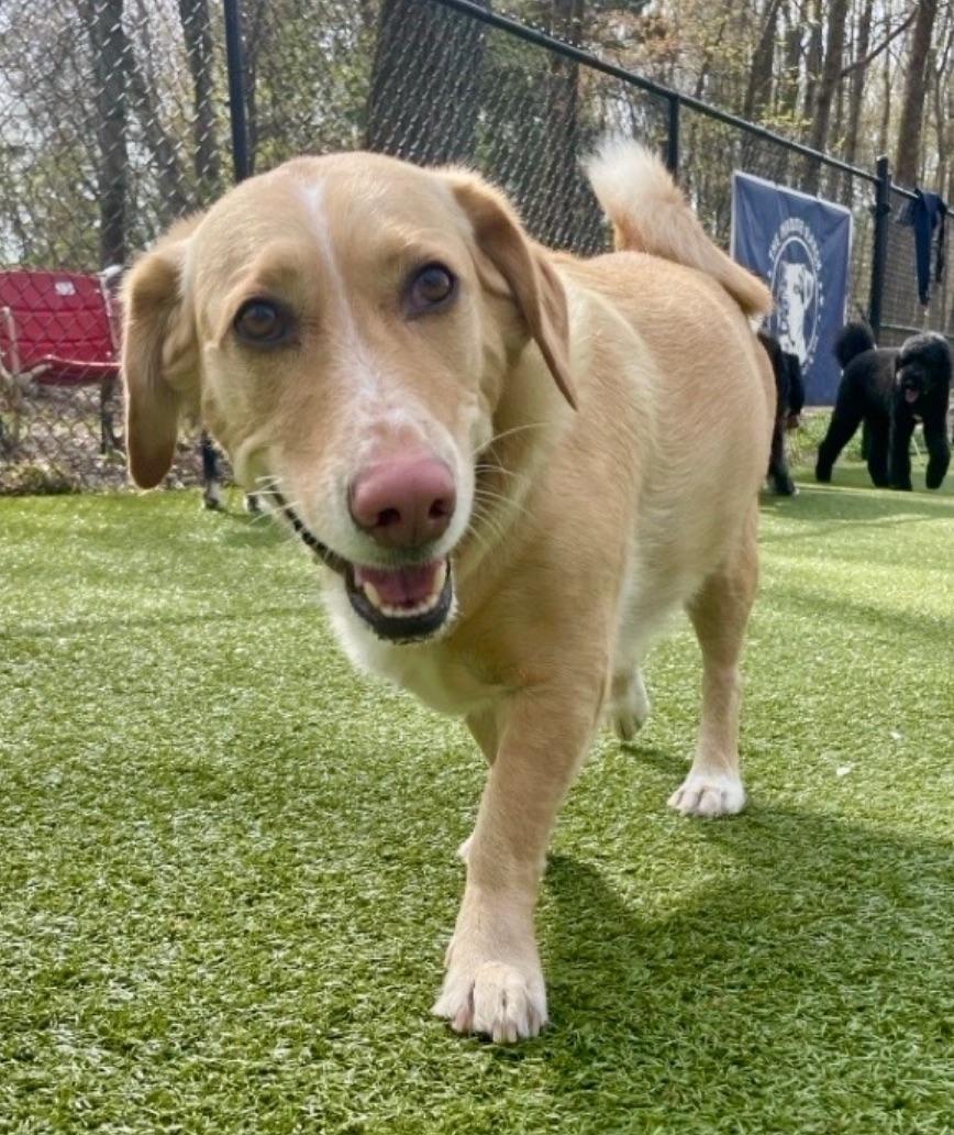 Enlarge Cooper, a ADOPTABLE mixed breed in Sagaponack, NY image 1/6