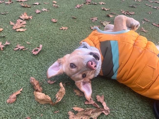 Enlarge Cooper, a ADOPTABLE mixed breed in Sagaponack, NY image 5/6