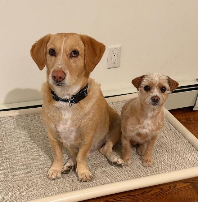 Enlarge Cooper, a ADOPTABLE mixed breed in Sagaponack, NY image 3/6