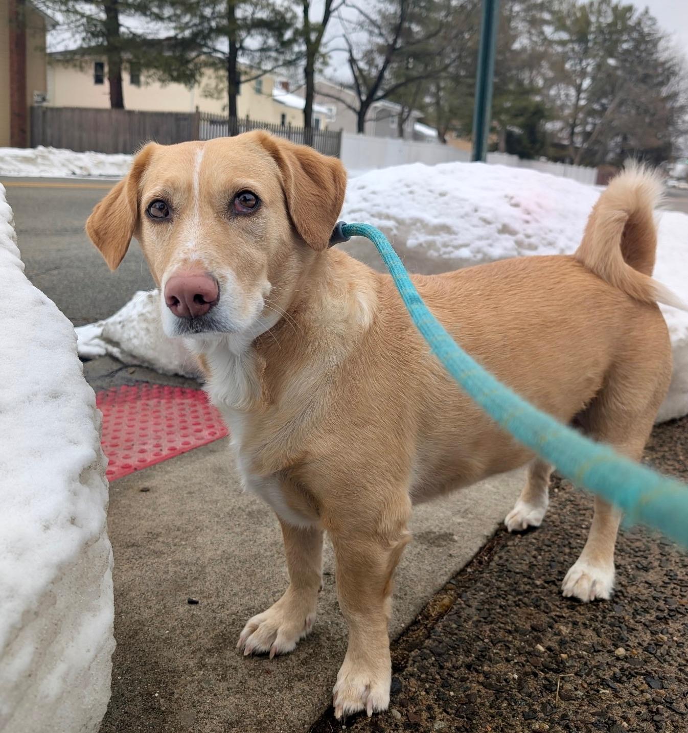 Enlarge Cooper, a ADOPTABLE mixed breed in Sagaponack, NY image 2/6
