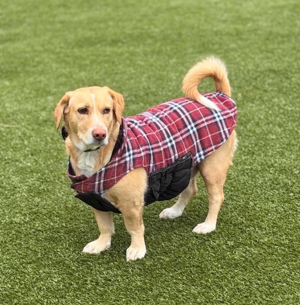 Enlarge Cooper, a ADOPTABLE mixed breed in Sagaponack, NY image 6/6