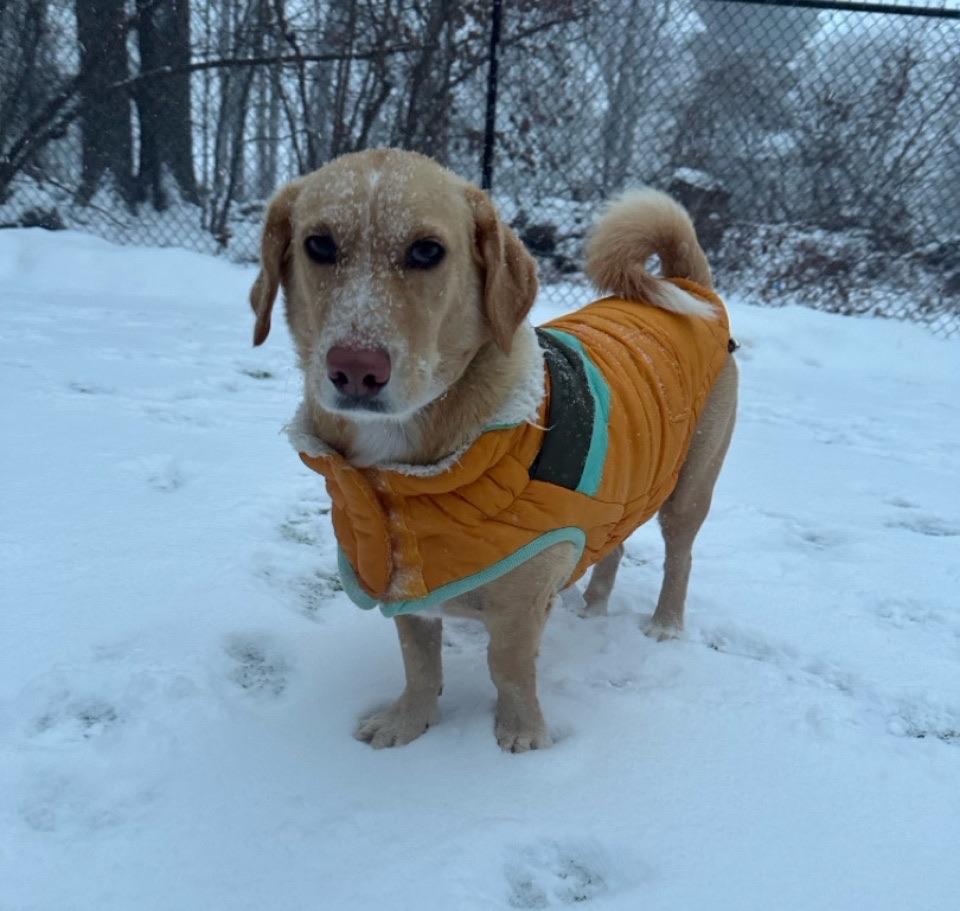 Enlarge Cooper, a ADOPTABLE mixed breed in Sagaponack, NY image 3/6
