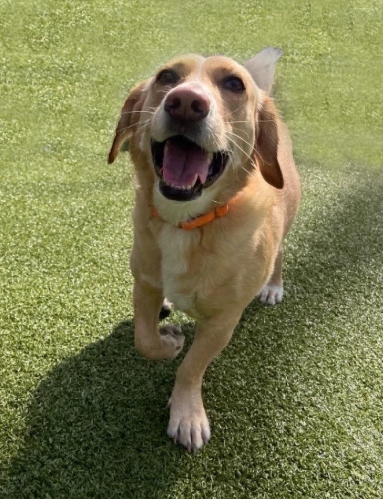 Enlarge Cooper, a ADOPTABLE mixed breed in Sagaponack, NY image 1/6