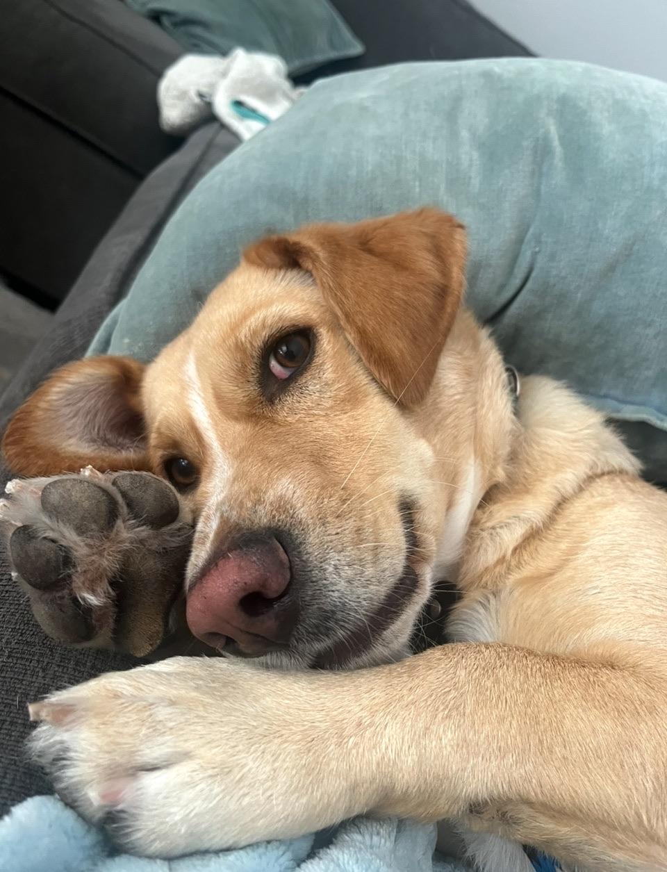 Enlarge Cooper, a ADOPTABLE mixed breed in Sagaponack, NY image 2/6