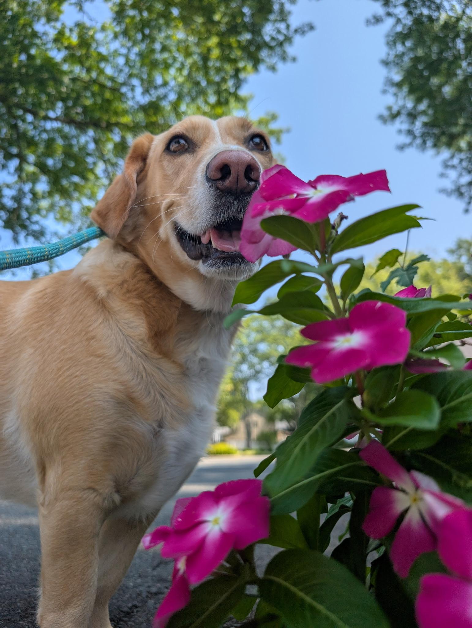 Enlarge Cooper, a ADOPTABLE mixed breed in Sagaponack, NY image 5/5