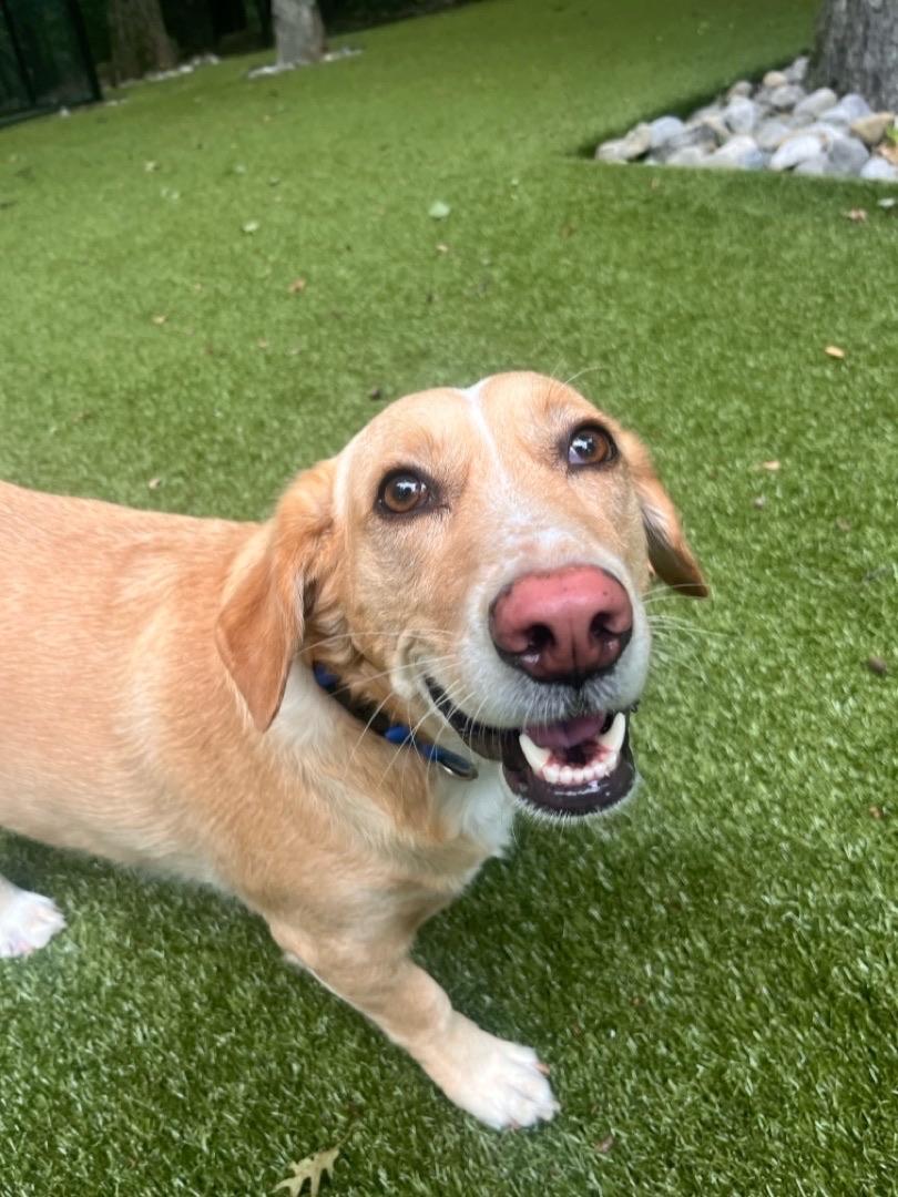 Enlarge Cooper, a ADOPTABLE mixed breed in Sagaponack, NY image 6/6