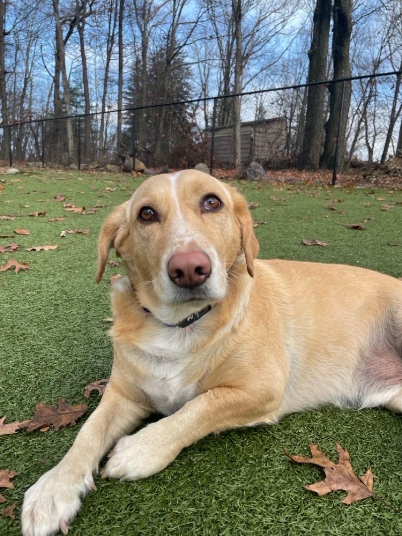 Enlarge Cooper, a ADOPTABLE mixed breed in Sagaponack, NY image 4/6