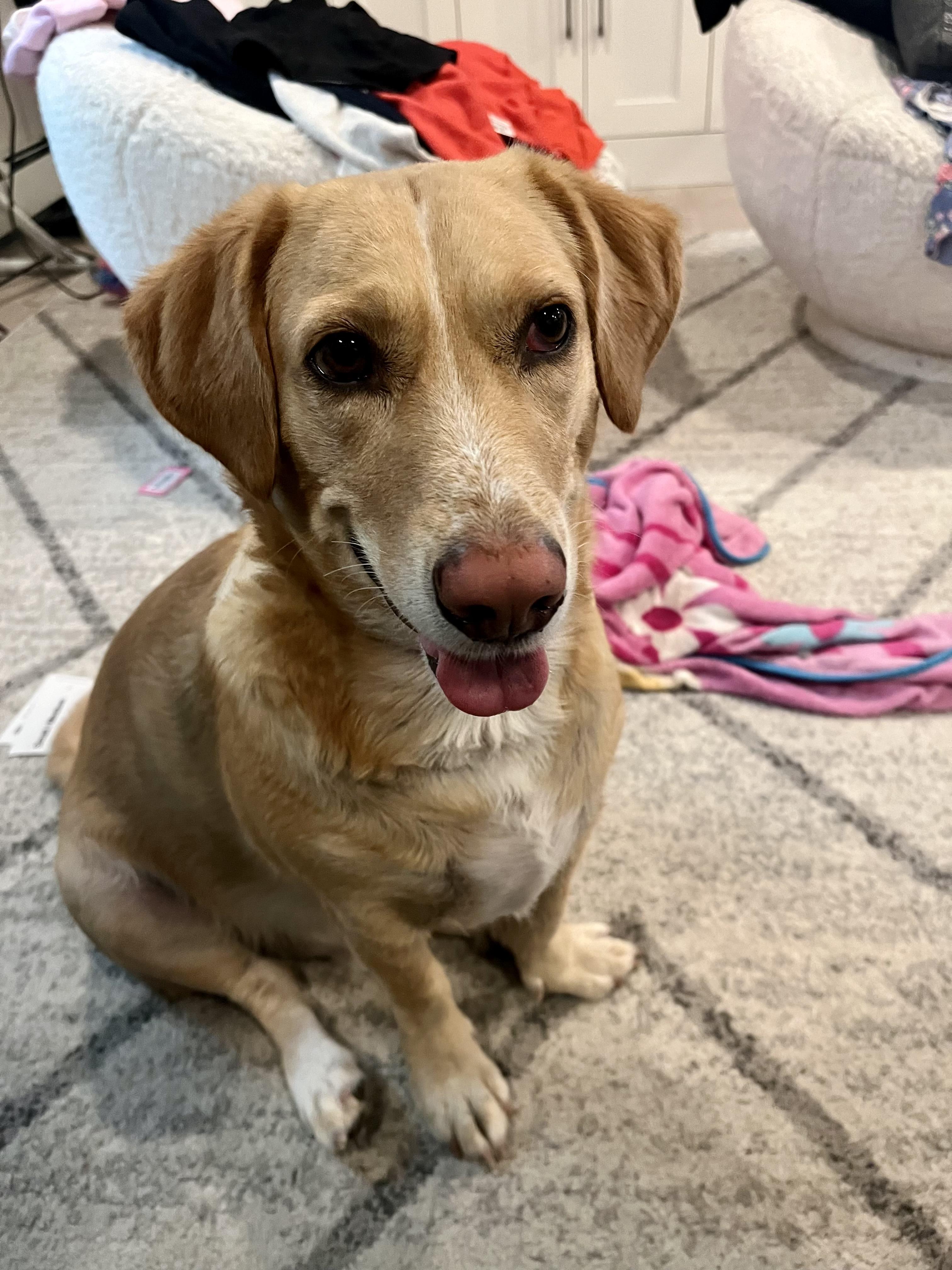 Cooper, ADOPTABLE, Young Male Labrador Retriever & Beagle.