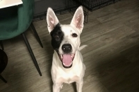 Moe, Adopted, Young Male Black Labrador Retriever & Pit Bull Terrier.