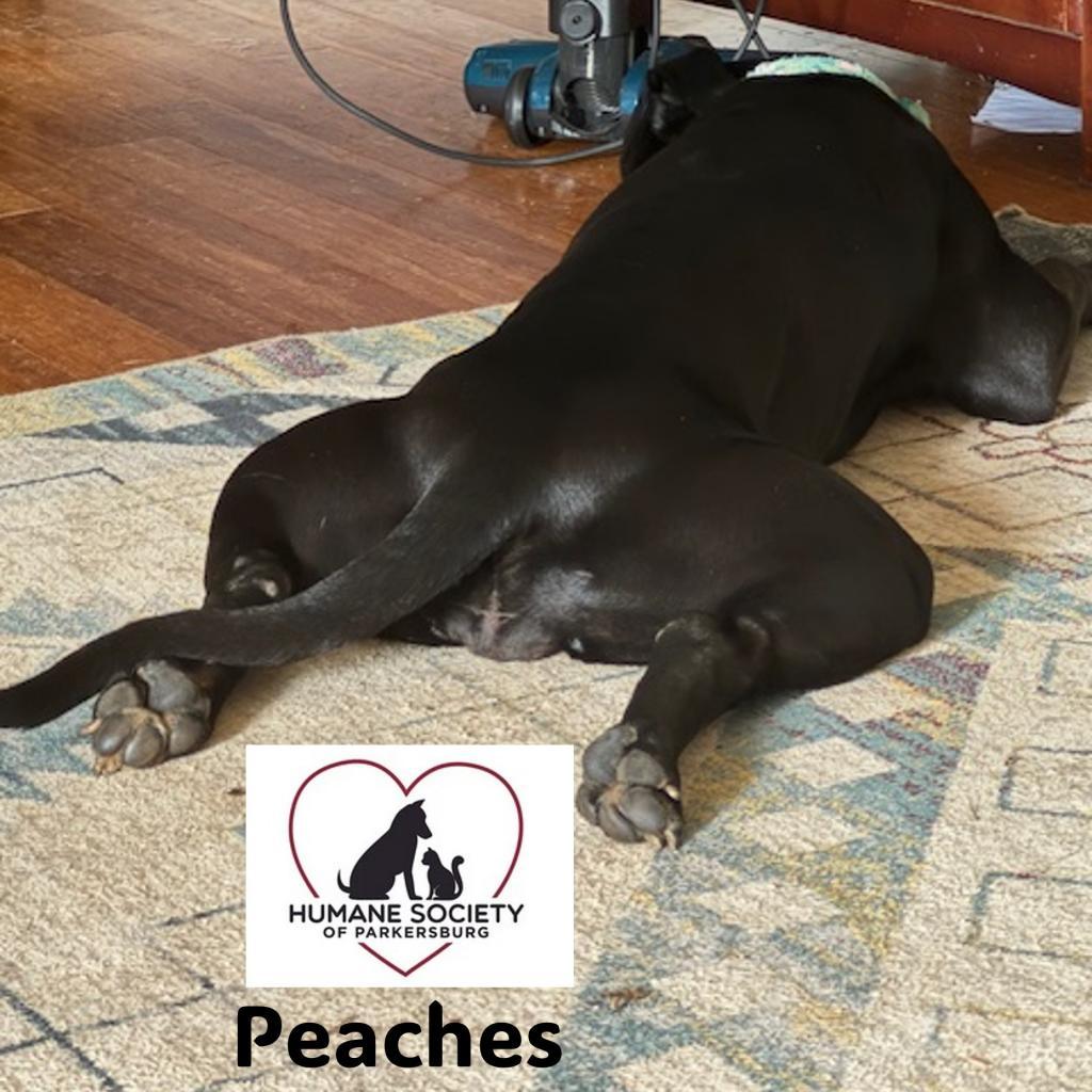 Peaches, Adoptable, Adult Female Pit Bull Terrier.