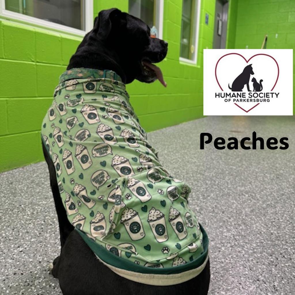 Enlarge Peaches, a Adoptable Pit Bull Terrier in Parkersburg, WV image 2/6