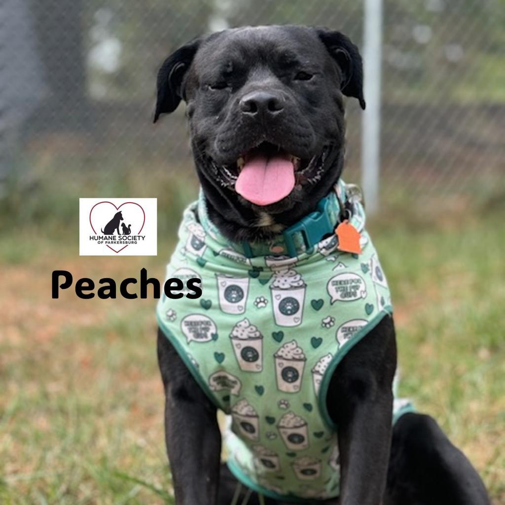 Enlarge Peaches, a Adoptable Pit Bull Terrier in Parkersburg, WV image 3/6