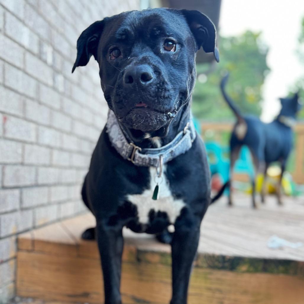 Enlarge Peaches, a Adoptable Pit Bull Terrier in Parkersburg, WV image 4/6