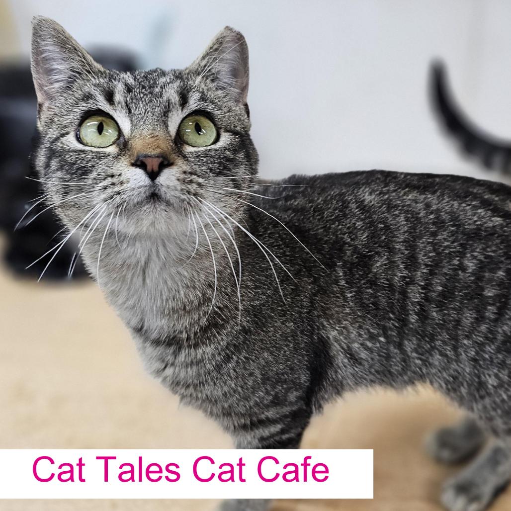 Enlarge Glory, a Adoptable Domestic Short Hair in Chapel Hill, NC image 1/3