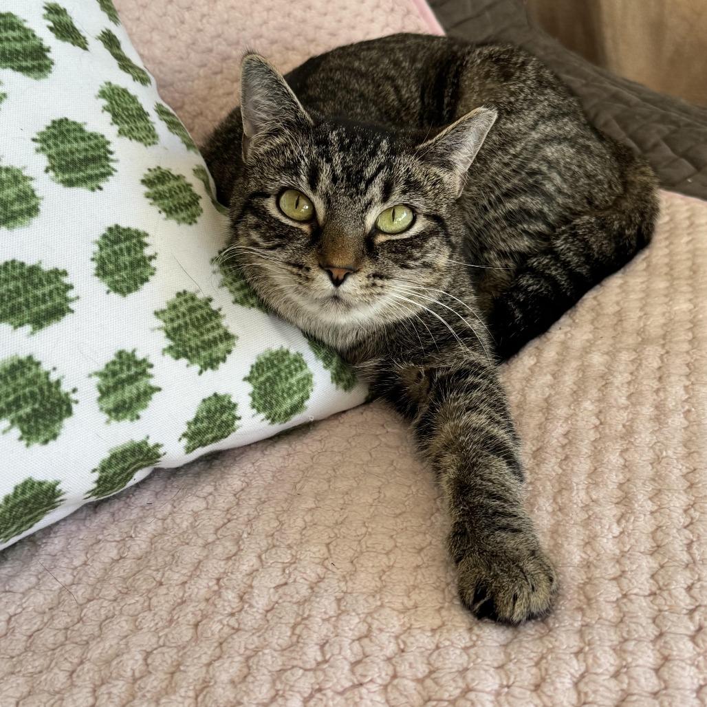 Enlarge Glory, a Adoptable Domestic Short Hair in Chapel Hill, NC image 2/3