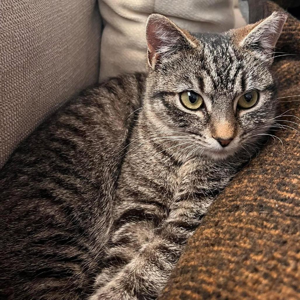 Enlarge Glory, a Adoptable Domestic Short Hair in Chapel Hill, NC image 3/3