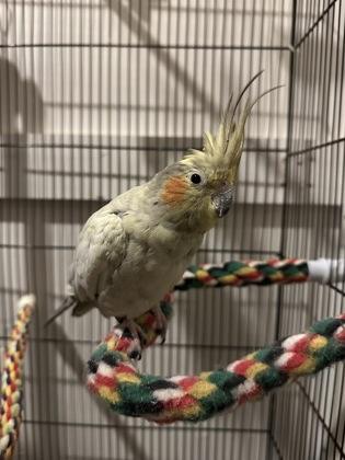 Luna Laguna, Adult Female unknown