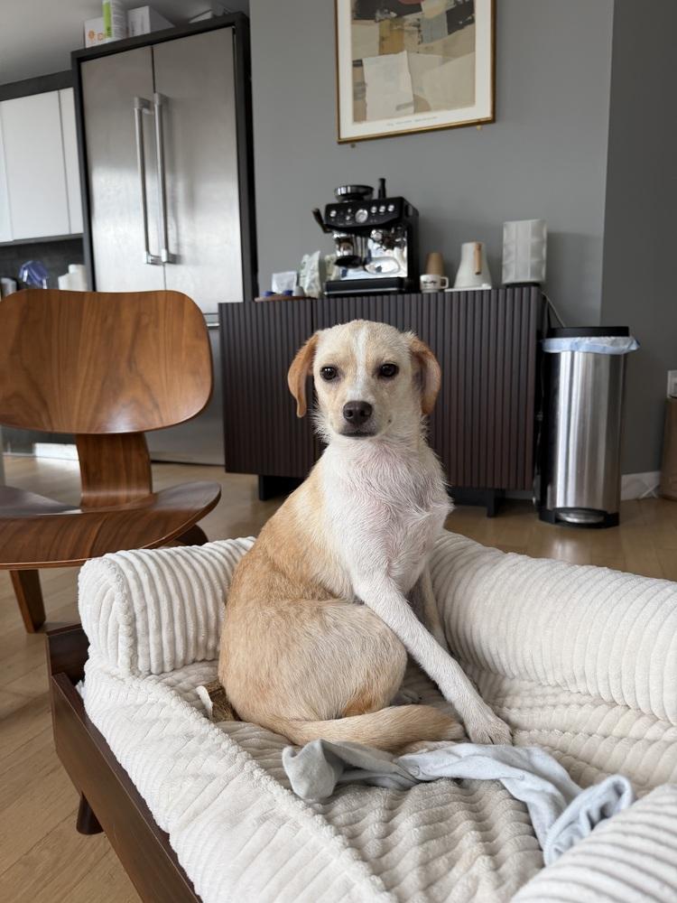 Snug, Adopted, Puppy Female Beagle & Australian Cattle Dog / Blue Heeler.
