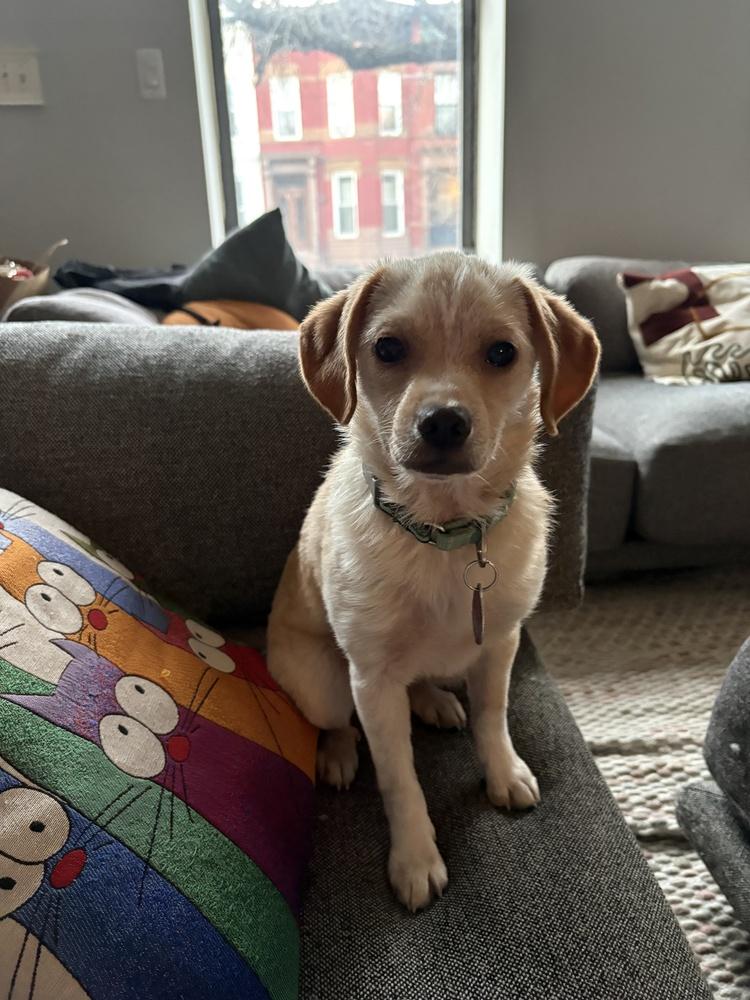 Snug, Adoptable, Puppy Female Beagle & Australian Cattle Dog / Blue Heeler.