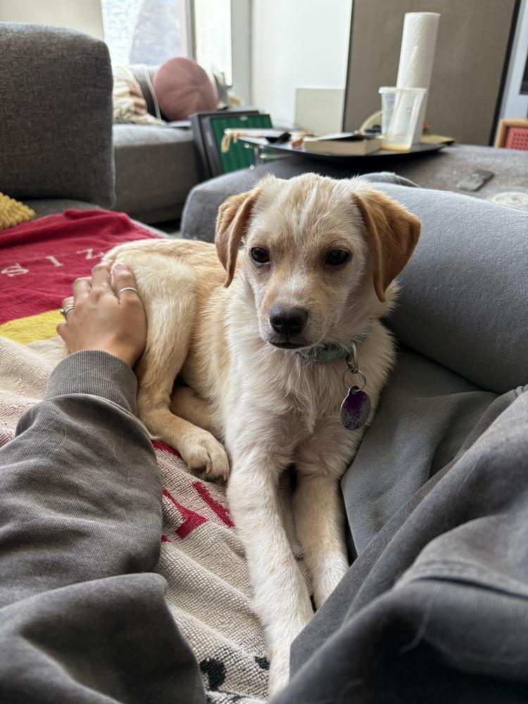 Enlarge Snug, a Adoptable mixed breed in Manhattan, NY image 2/4
