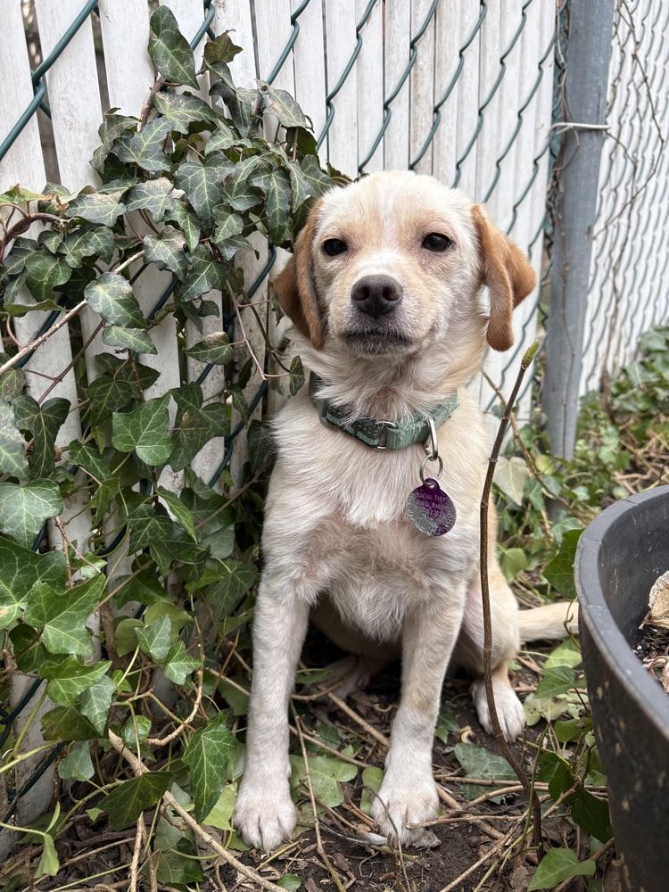 Enlarge Snug, a Adoptable mixed breed in Manhattan, NY image 3/4